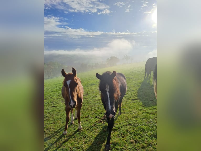 Welsh-B Mix Ruin 3 Jaar 134 cm kan schimmel zijn in Biberbach