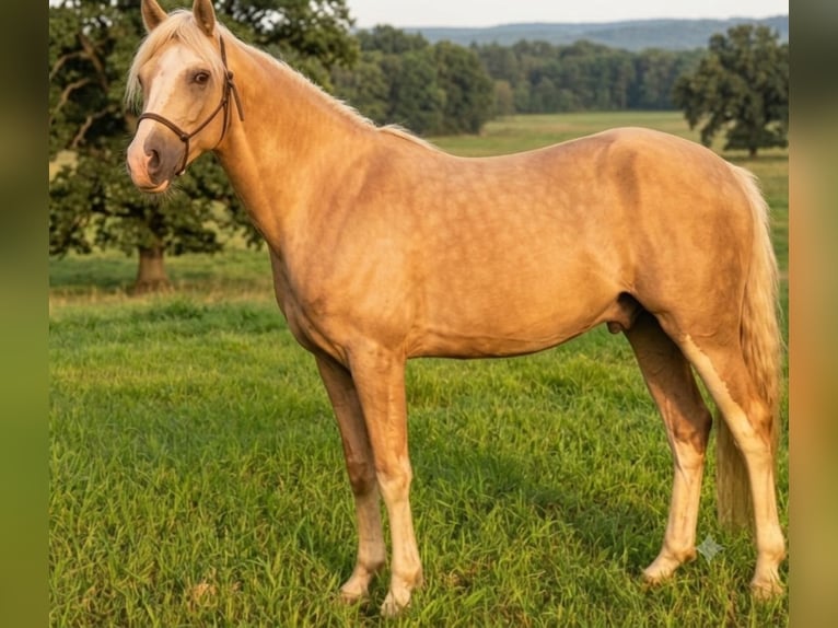 Welsh-B Ruin 3 Jaar 136 cm Palomino in Ostbevern