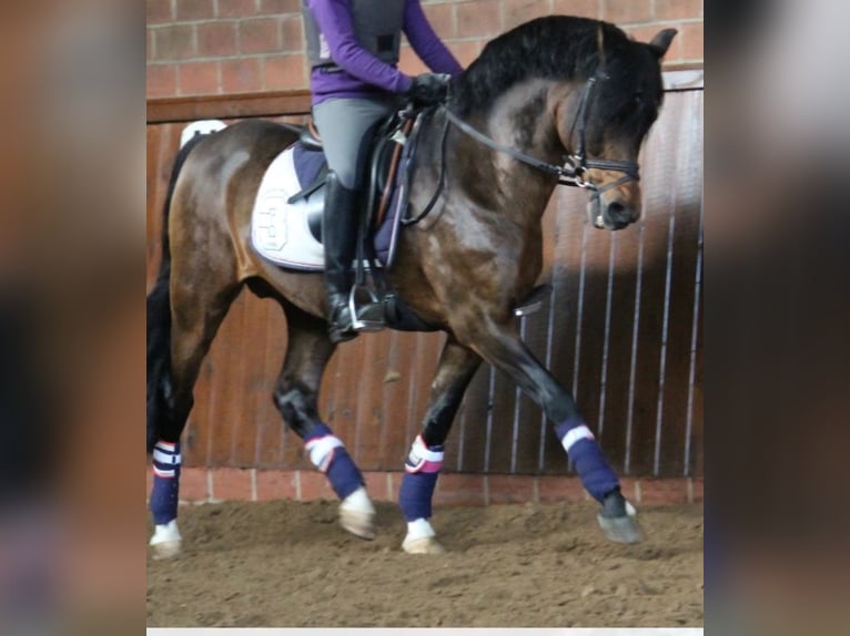 Welsh-B Ruin 3 Jaar 136 cm Palomino in Ostbevern