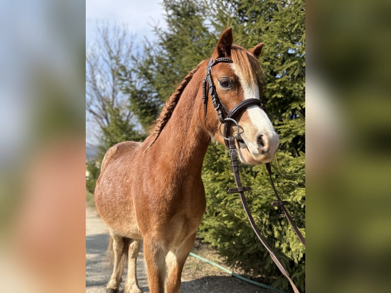 Welsh-B Ruin 4 Jaar 115 cm Donkere-vos in Slovakia