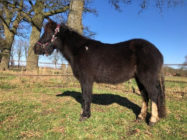 Welsh-B Ruin 4 Jaar 118 cm Zwartschimmel in Witharen