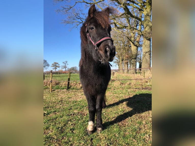 Welsh-B Ruin 4 Jaar 118 cm Zwartschimmel in Witharen