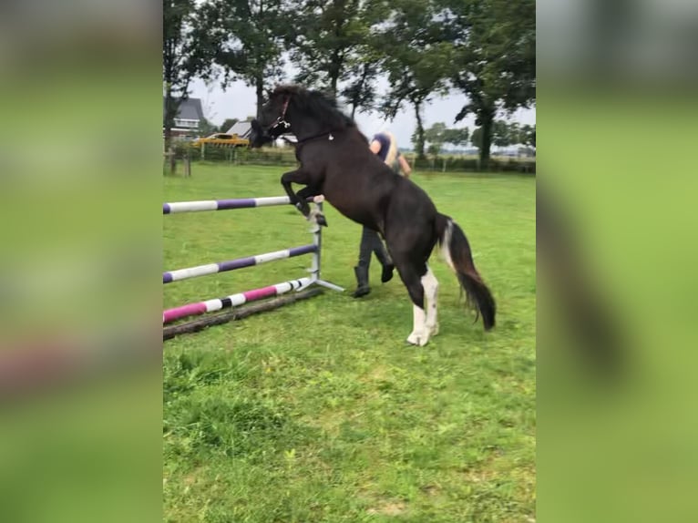 Welsh-B Ruin 4 Jaar 118 cm Zwartschimmel in Witharen