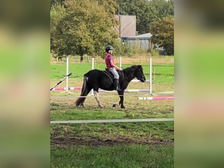 Welsh-B Ruin 4 Jaar 118 cm Zwartschimmel in Witharen