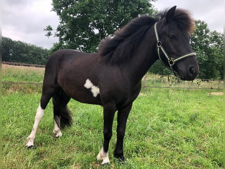 Welsh-B Ruin 4 Jaar 118 cm Zwartschimmel in Witharen