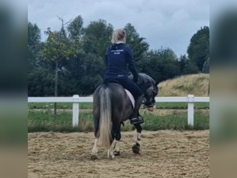 Welsh-B Ruin 4 Jaar 123 cm Zwartschimmel in Sendenhorst