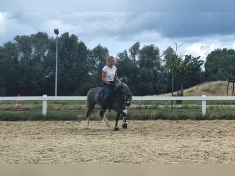 Welsh-B Ruin 4 Jaar 123 cm Zwartschimmel in Sendenhorst