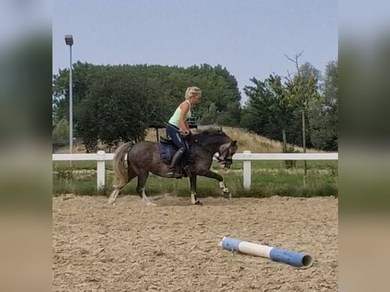 Welsh-B Ruin 4 Jaar 123 cm Zwartschimmel in Sendenhorst