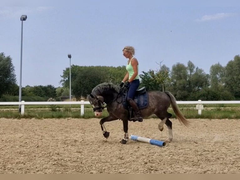 Welsh-B Ruin 4 Jaar 123 cm Zwartschimmel in Sendenhorst