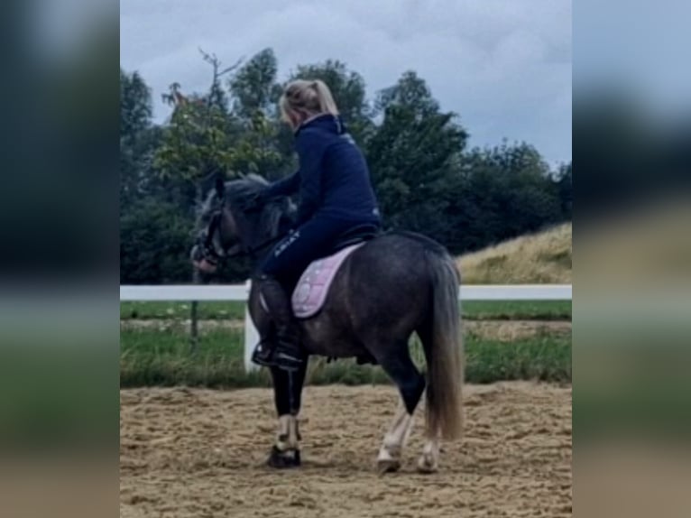 Welsh-B Ruin 4 Jaar 123 cm Zwartschimmel in Sendenhorst