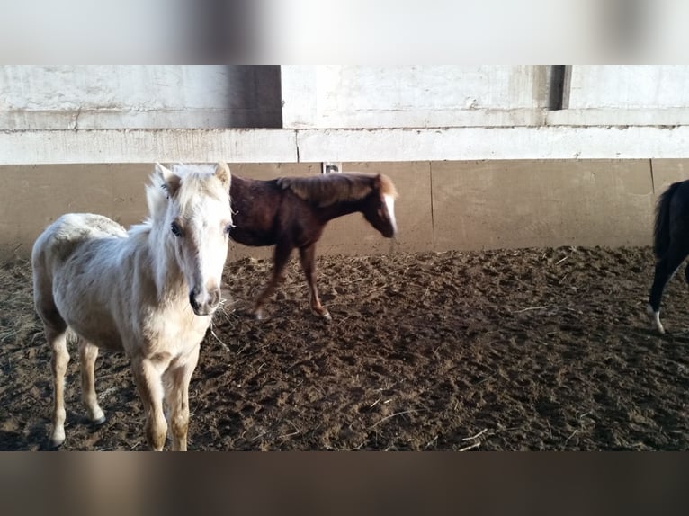 Welsh-B Ruin 4 Jaar 127 cm Palomino in Niederzier