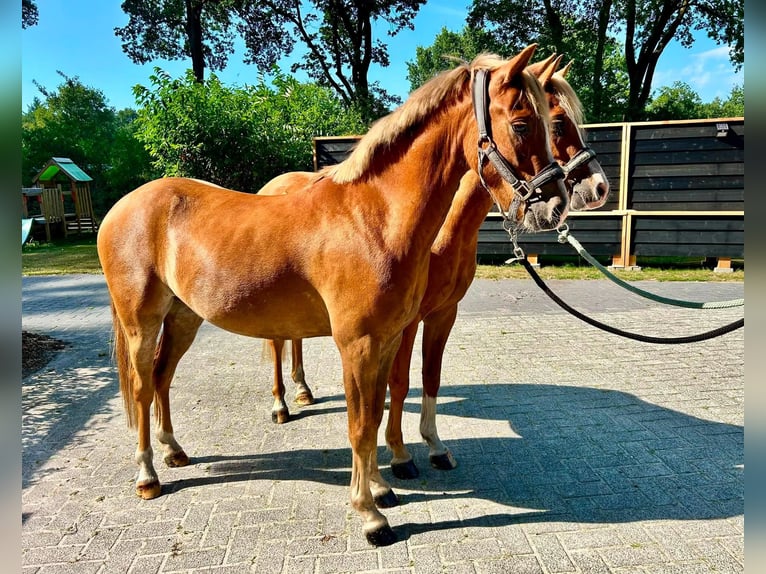 Welsh-B Ruin 4 Jaar 131 cm Vos in Meppen