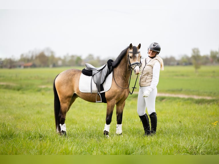 Welsh-B Ruin 4 Jaar 132 cm Buckskin in Putten