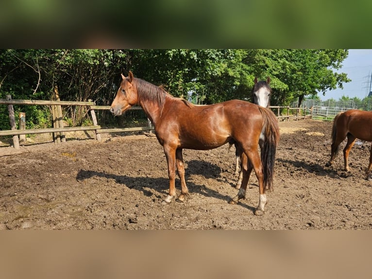 Welsh-B Ruin 4 Jaar 133 cm Donkere-vos in Niederzier