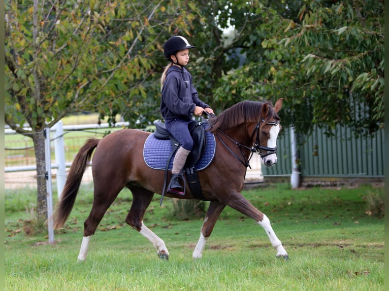 Welsh-B Ruin 4 Jaar 134 cm Palomino in Wildeshausen