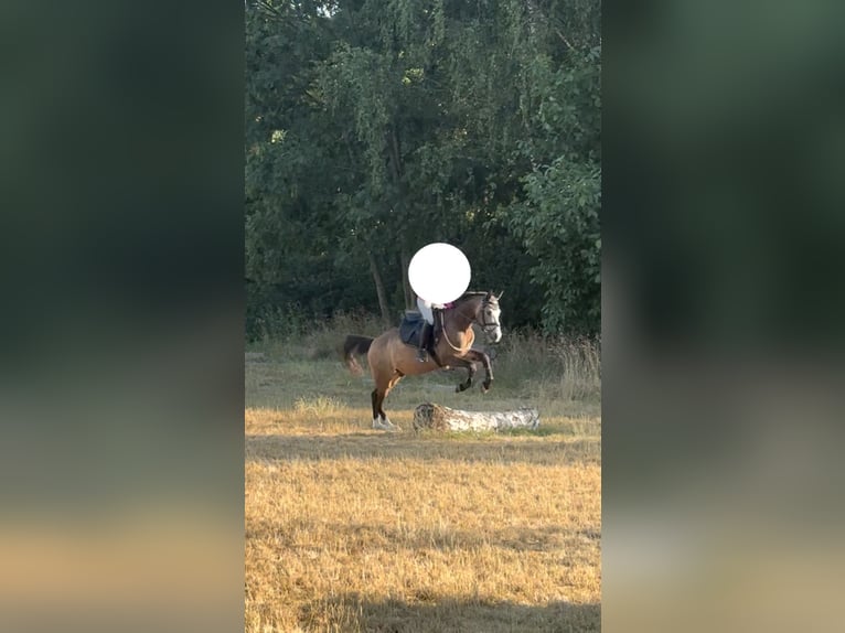 Welsh-B Ruin 4 Jaar 135 cm Buckskin in Donauw&#xF6;rth