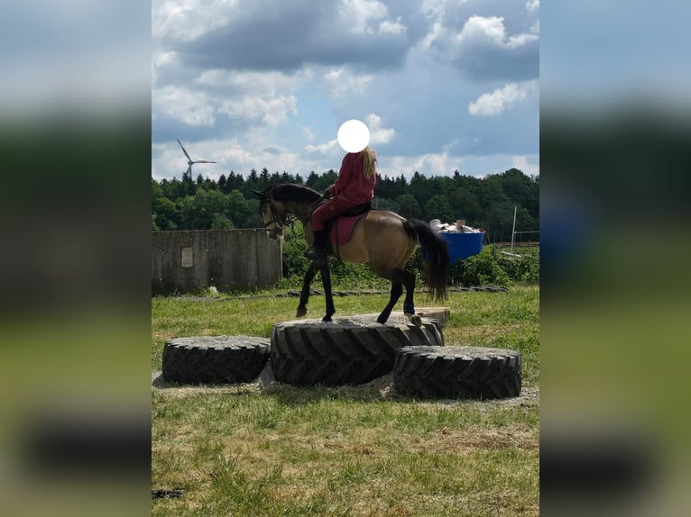 Welsh-B Ruin 4 Jaar 135 cm Buckskin in Donauw&#xF6;rth