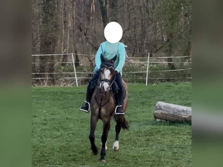Welsh-B Ruin 4 Jaar 135 cm Buckskin in Donauw&#xF6;rth