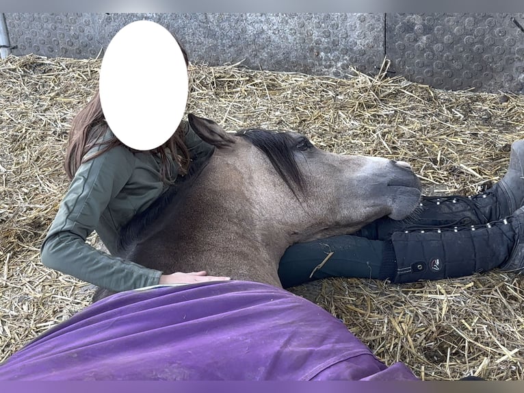Welsh-B Ruin 4 Jaar 135 cm Buckskin in Donauw&#xF6;rth