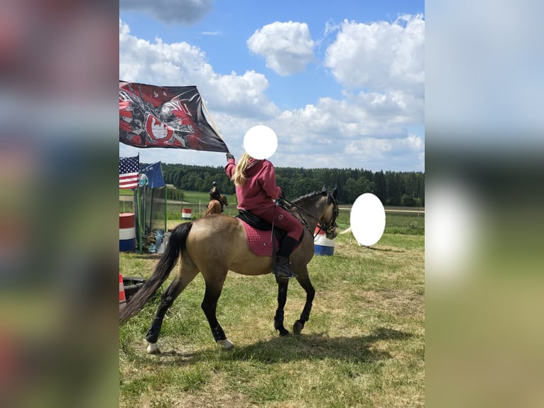 Welsh-B Ruin 4 Jaar 135 cm Buckskin in Donauw&#xF6;rth