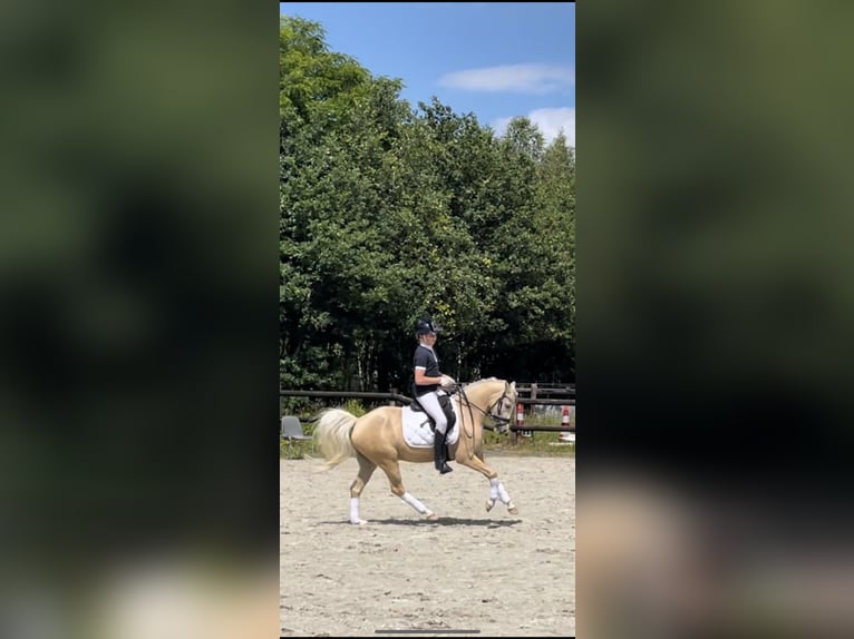 Welsh-B Ruin 4 Jaar 135 cm Palomino in Grolloo