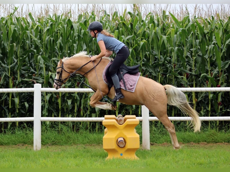 Welsh-B Ruin 4 Jaar 135 cm Palomino in Wildeshausen