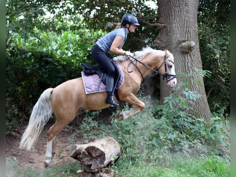 Welsh-B Ruin 4 Jaar 135 cm Palomino in Wildeshausen