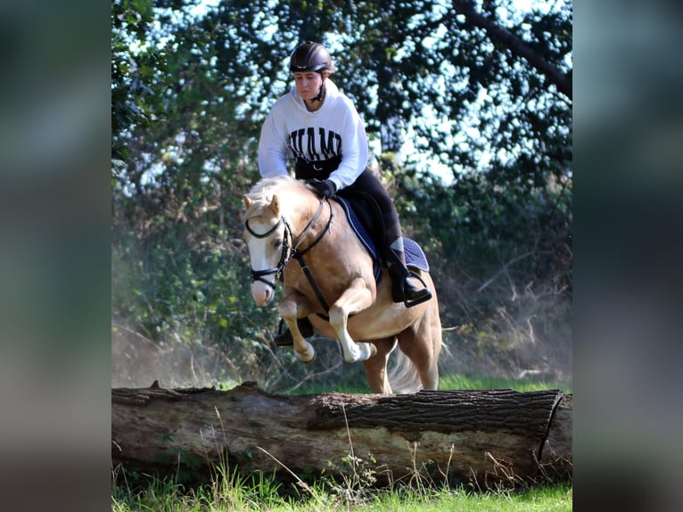 Welsh-B Ruin 4 Jaar 135 cm Palomino in Wildeshausen