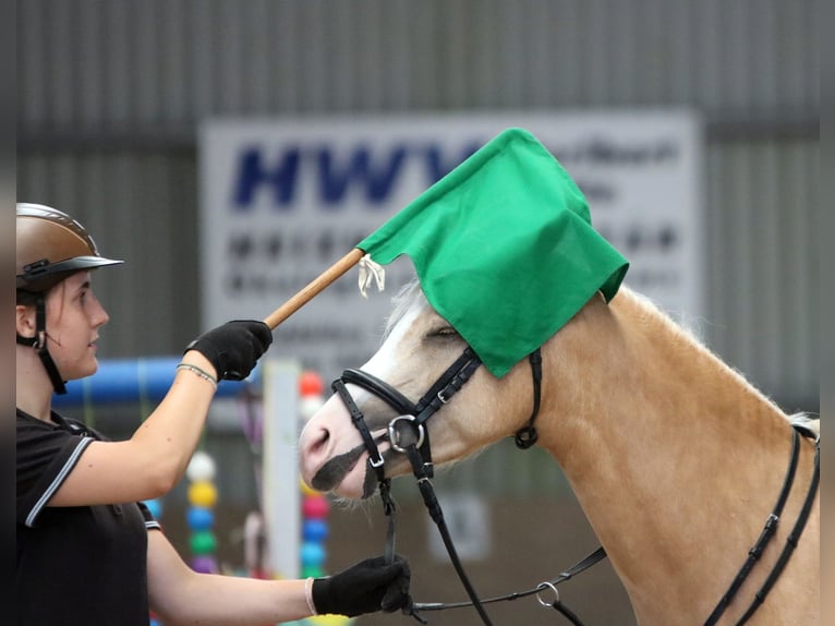 Welsh-B Ruin 4 Jaar 135 cm Palomino in Wildeshausen
