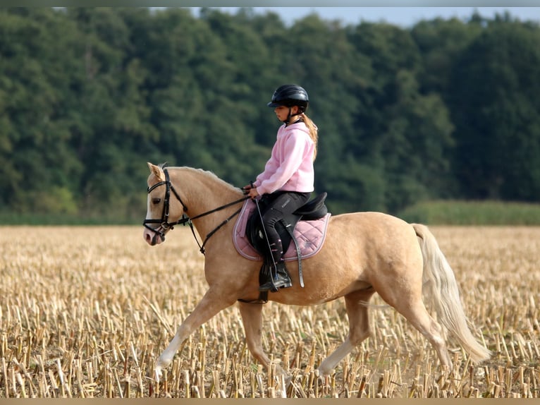 Welsh-B Ruin 4 Jaar 135 cm Palomino in Wildeshausen