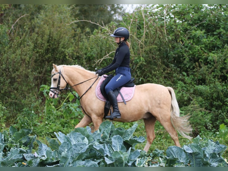 Welsh-B Ruin 4 Jaar 135 cm Palomino in Wildeshausen