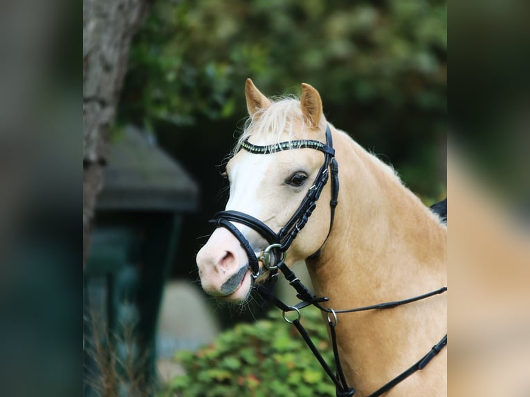 Welsh-B Ruin 4 Jaar 135 cm Palomino in Wildeshausen
