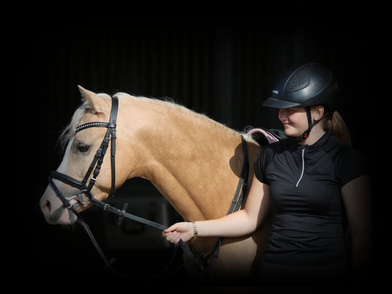 Welsh-B Ruin 4 Jaar 136 cm Palomino in Wildeshausen