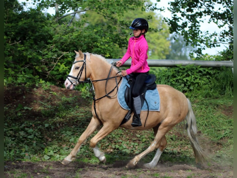 Welsh-B Ruin 4 Jaar 136 cm Palomino in Wildeshausen