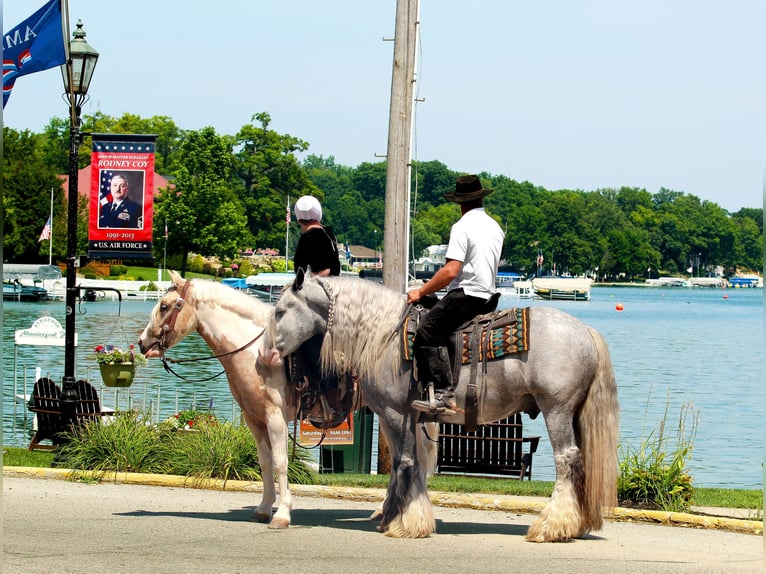 Welsh-B Ruin 4 Jaar Gevlekt-paard in Syracuse