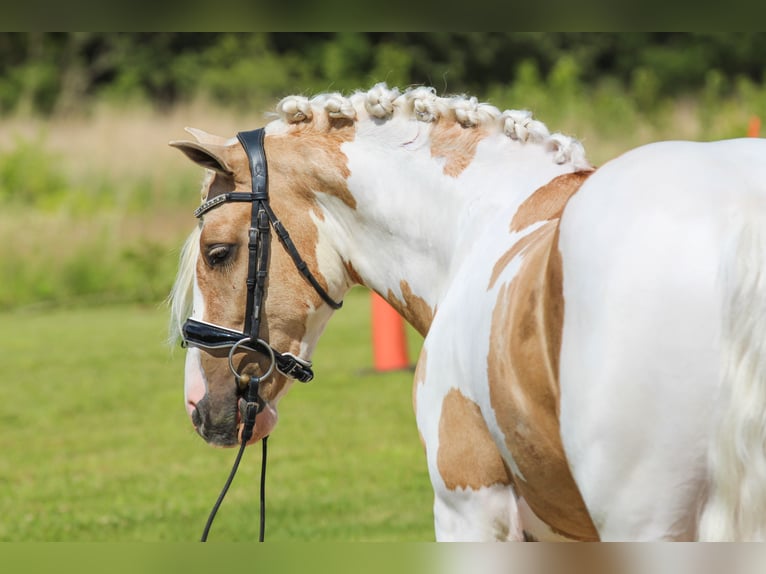 Welsh-B Ruin 4 Jaar Gevlekt-paard in Syracuse
