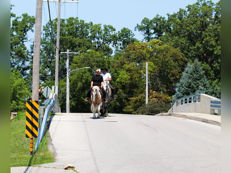 Welsh-B Ruin 4 Jaar Gevlekt-paard in Syracuse