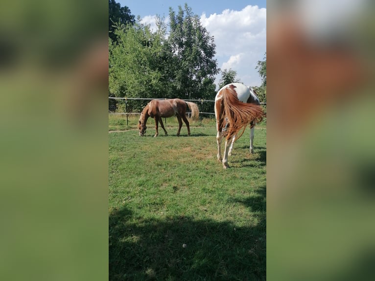 Welsh-B Ruin 4 Jaar Roodbruin in Titz