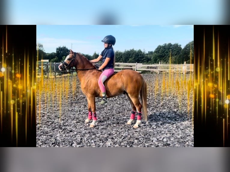 Welsh-B Ruin 5 Jaar 126 cm Vos in Burgdorf