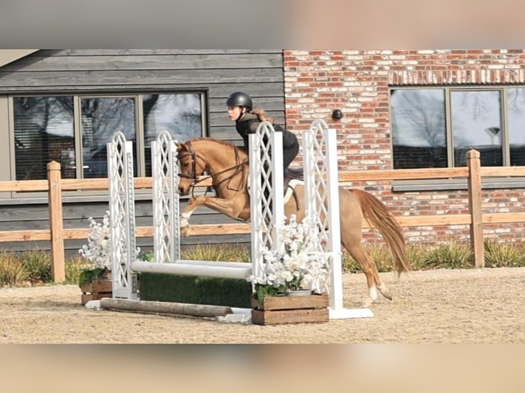 Welsh-B Ruin 5 Jaar 127 cm Vos in Oost West en Middelbeers