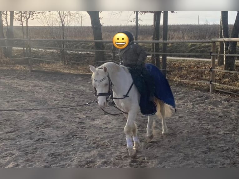 Welsh-B Ruin 5 Jaar 130 cm Cremello in Kumhausen