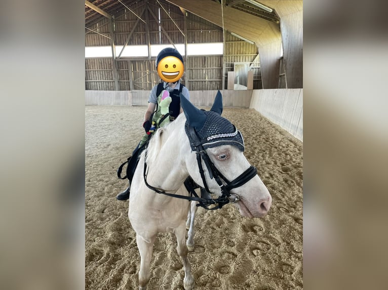 Welsh-B Ruin 5 Jaar 130 cm Cremello in Kumhausen