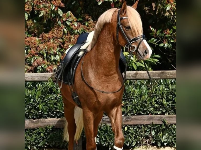 Welsh-B Ruin 5 Jaar 134 cm Vos in Pelt