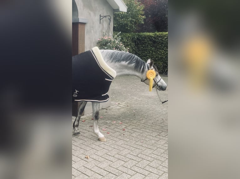 Welsh-B Ruin 5 Jaar 136 cm Schimmel in Oosterbeek