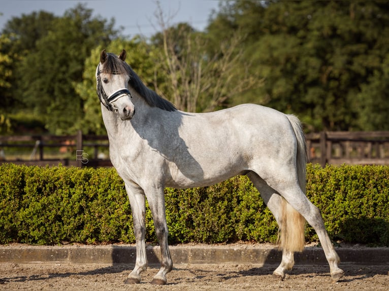 Welsh-B Ruin 5 Jaar 136 cm Schimmel in Oosterbeek