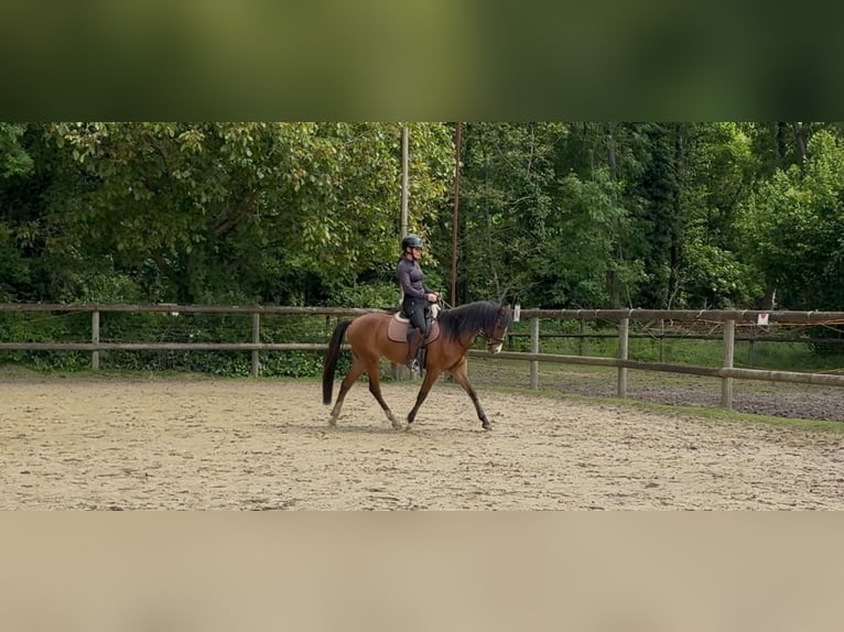 Welsh-B Ruin 5 Jaar 137 cm Bruin in Mönchengladbach