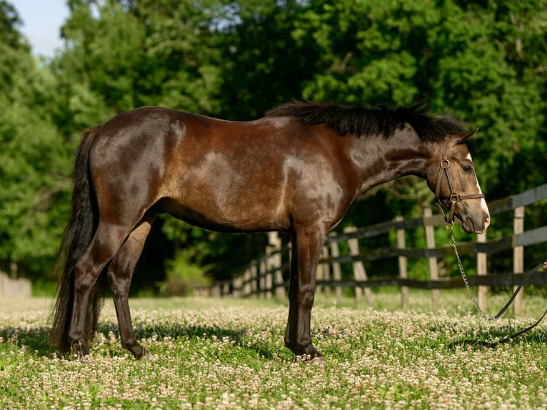 Welsh-B Mix Ruin 5 Jaar Roodbruin in New Holland