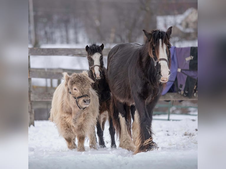 Welsh-B Mix Ruin 5 Jaar Roodbruin in New Holland