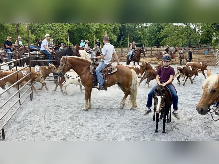 Welsh-B Mix Ruin 5 Jaar Roodbruin in New Holland