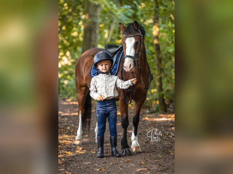 Welsh-B Ruin 6 Jaar 120 cm Bruin in Nieuwegein